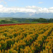 美瑛 四季彩の丘のケイトウ 美瑛 四季彩の丘のケイトウ