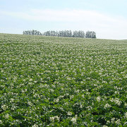 美瑛のジャガイモ畑とマイルドセブンの丘 美瑛のジャガイモ畑とマイルドセブンの丘