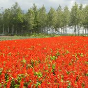 美瑛　四季彩の丘のサルビア