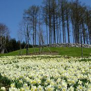 ゆにガーデンのスイセン