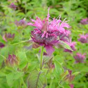 ベルガモット（ゆにガーデン）