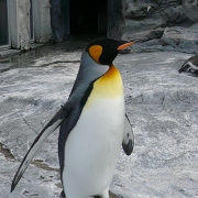 旭山動物園のペンギン