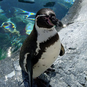 旭山動物園のペンギン