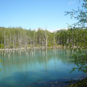 美瑛の新名所「青い池」
