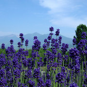 富良野のラベンダー