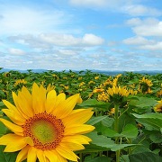 北竜町のひまわり畑