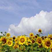 北竜町のひまわり畑