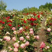 ローズガーデンちっぷべつ