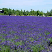 ファーム富田のラベンダー畑