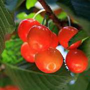 さくらんぼ さくらんぼ