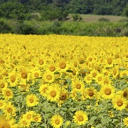 北竜町のひまわり畑