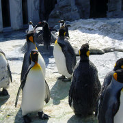 旭山動物園のキングペンギン
