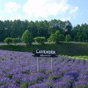 ふらのワイン工場のラベンダー畑 ふらのワイン工場のラベンダー畑