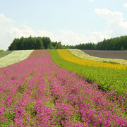 ファーム富田の彩りの畑