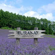 富良野ワインハウスのラベンダー畑