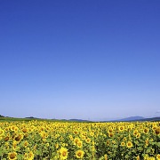 北竜町のひまわり畑
