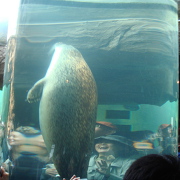 旭山動物園