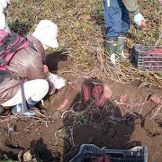 昨年のさつまいも畑での収穫体験の様子 昨年のさつまいも畑での収穫体験の様子