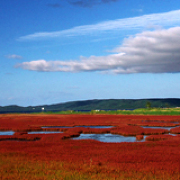 網走能取湖のサンゴ草群生地