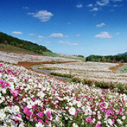遠軽「太陽の丘えんがる」のコスモス