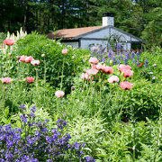 風のガーデン 風のガーデン