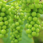 葡萄（イメージ）