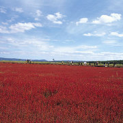能取湖のサンゴ草