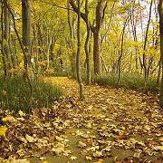 洞爺湖の水辺と紅葉を一緒に味わえる「財田自然観察道」