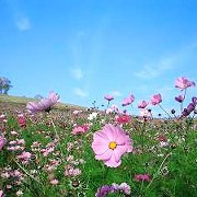 丸加高原のコスモス