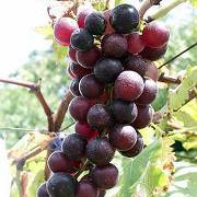 嬉しいぶどう１キロのお土産付き