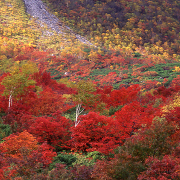 ニセコイワオヌプリの紅葉