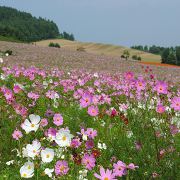 太陽の丘えんがる公園のコスモス