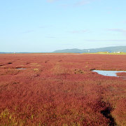 能取湖のサンゴ草