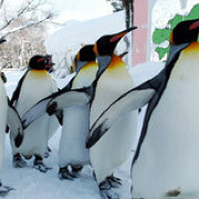 旭山動物園のペンギン