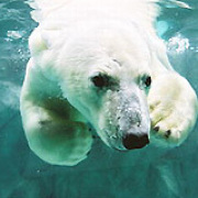 旭山動物園のシロクマ