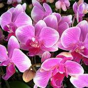 赤平らんフェスタの蘭の花 赤平らんフェスタの蘭の花