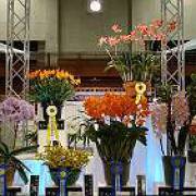 赤平らんフェスタ蘭の花の展示 赤平らんフェスタ蘭の花の展示