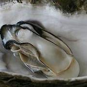 海のミルクと呼ばれる牡蠣 海のミルクと呼ばれる牡蠣