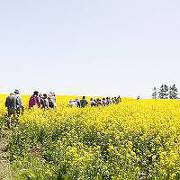 日本一の作付面積を誇る滝川の菜の花畑