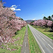 静内の二十間道路に咲くさくら並木 静内の二十間道路に咲くさくら並木