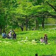 すずらん群生地