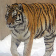 旭山動物園のトラ 旭山動物園のトラ