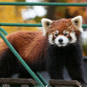旭山動物園のレッサーパンダ 旭山動物園のレッサーパンダ