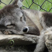 旭山動物園ホッキョクギツネ 旭山動物園ホッキョクギツネ
