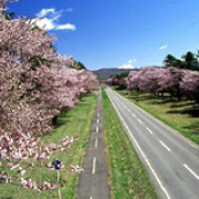 静内の二十間道路の桜並木