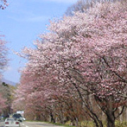 浦河の優駿さくらロード