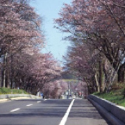 登別の花のトンネル