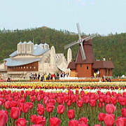 上湧別のチューリップ畑