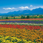 ファーム富田の風景