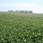 美瑛のジャガイモ畑とマイルドセブンの丘